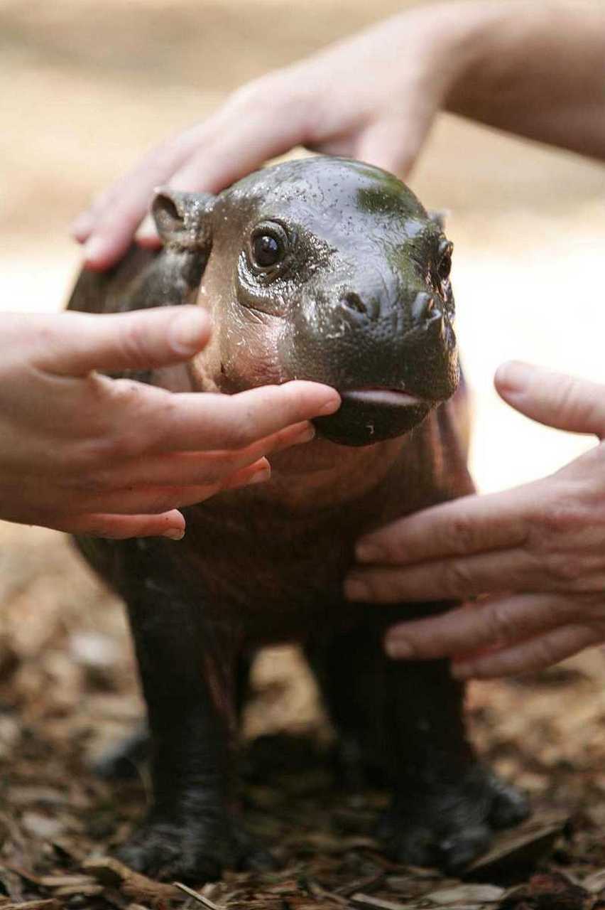 成年河马的体长可达5.5米,肩高可达2.3米,体重可达4.5吨.
