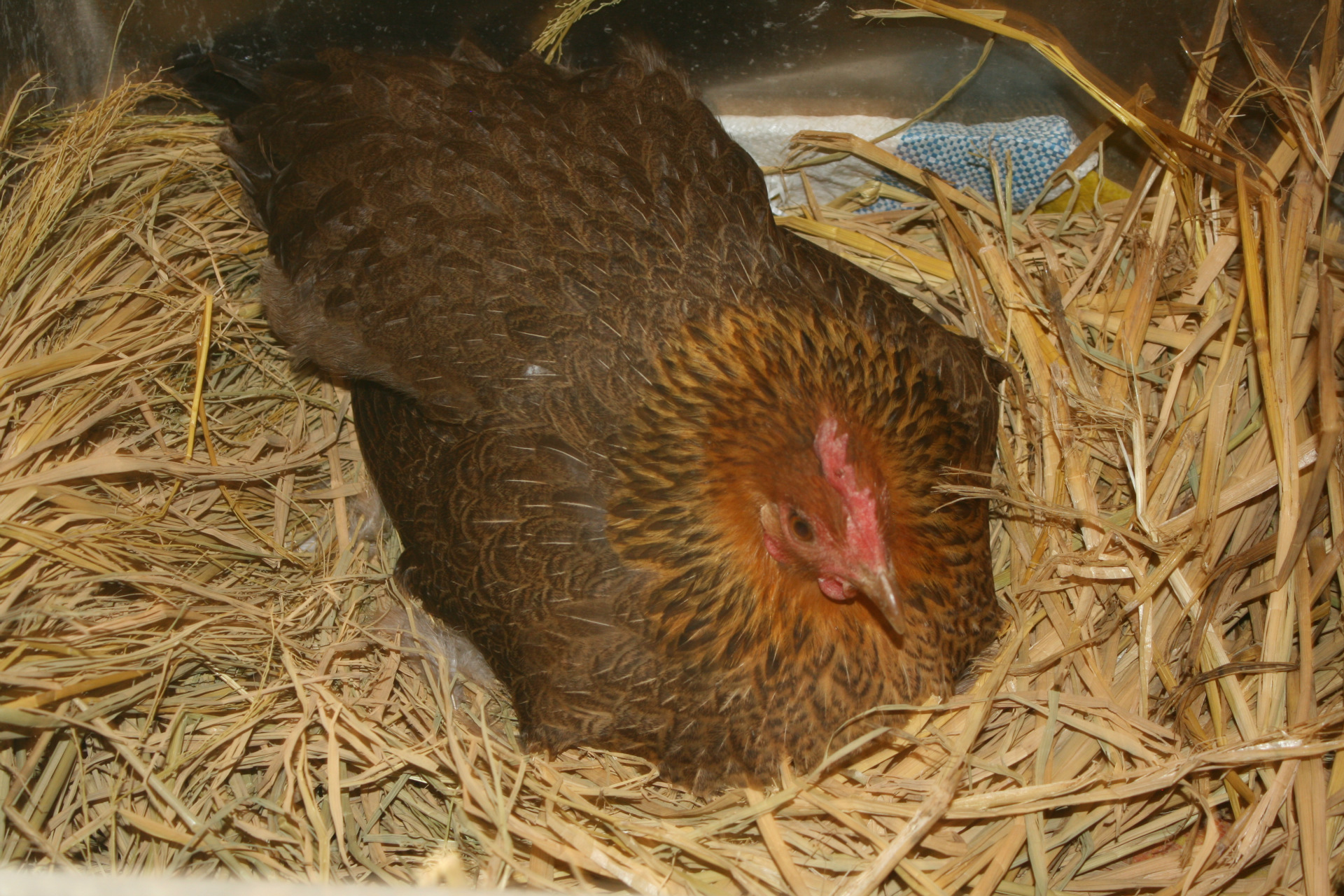 为啥现在的土鸡这么难吃?原来我们都被骗了!