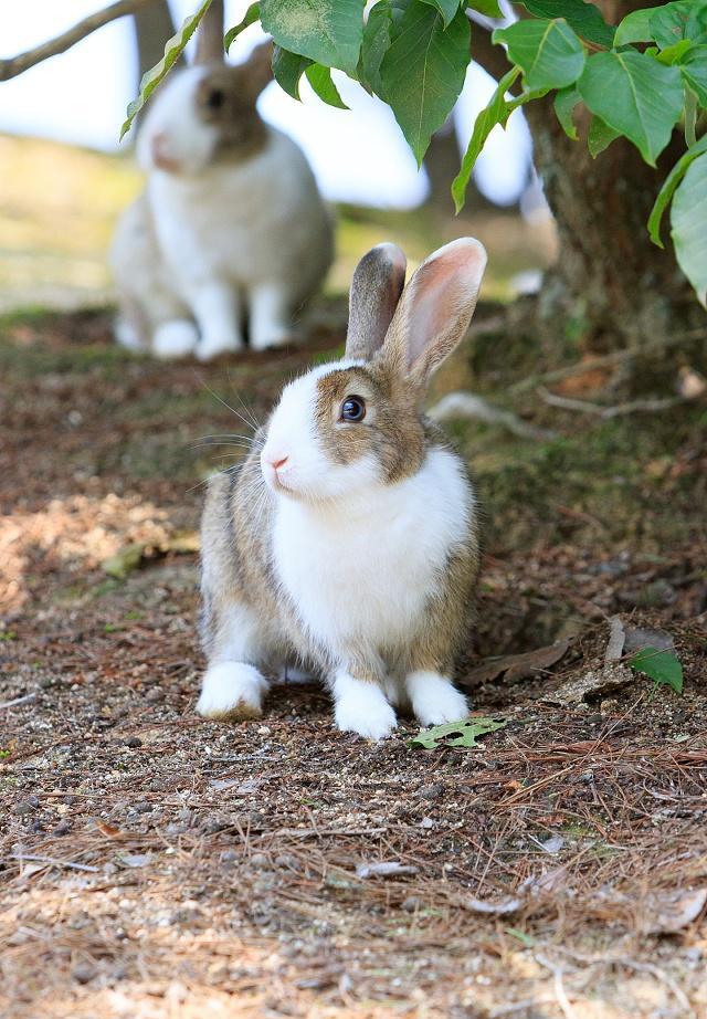 家兔的生命力,又是怎样的不同,你了解吗