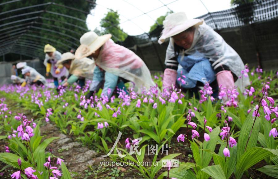 贵州赫章:暮春时节劳作忙