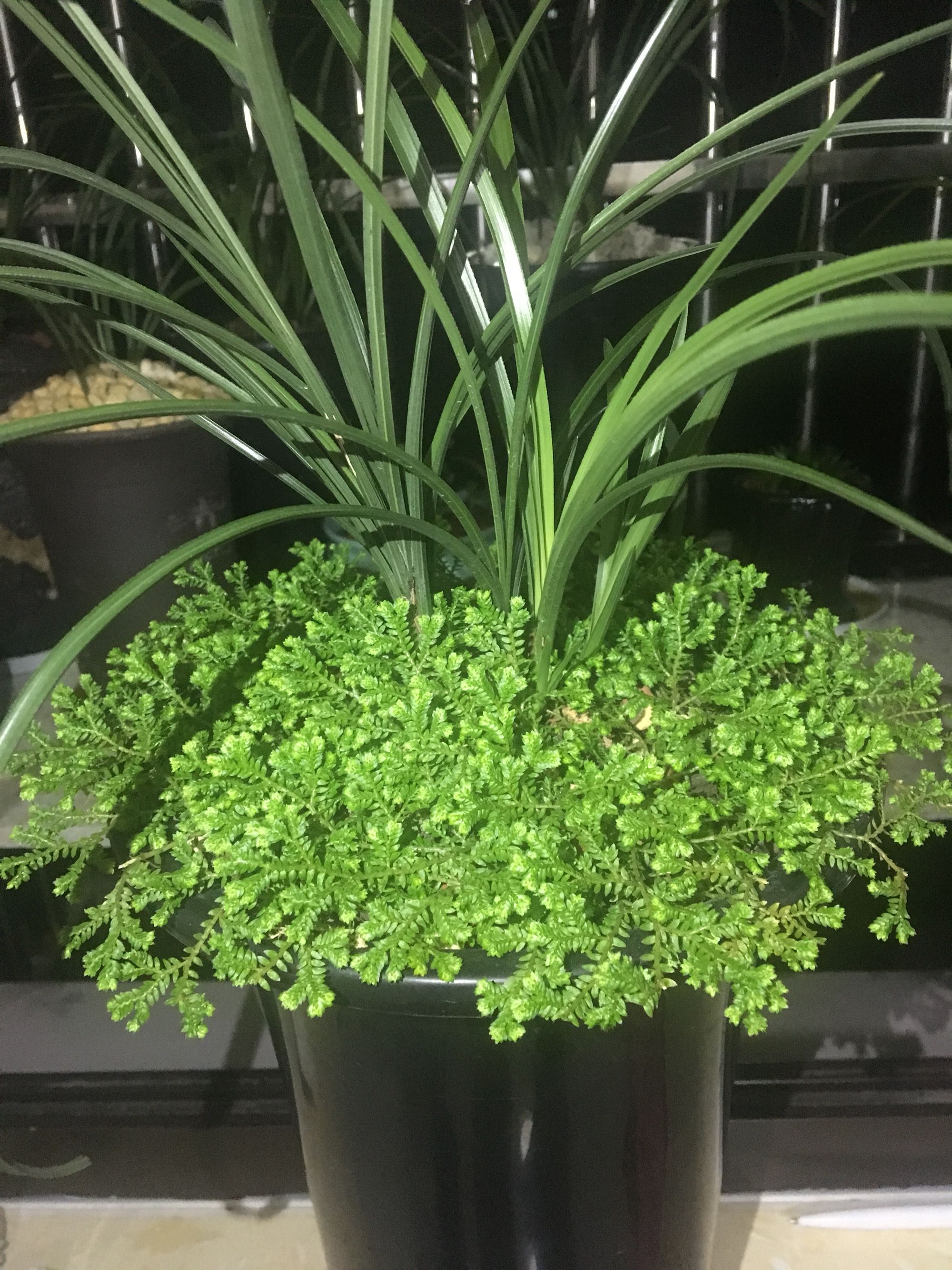 养兰花总是乱浇水?盆面铺上翠云草,好看又能管住手,浇水好轻松