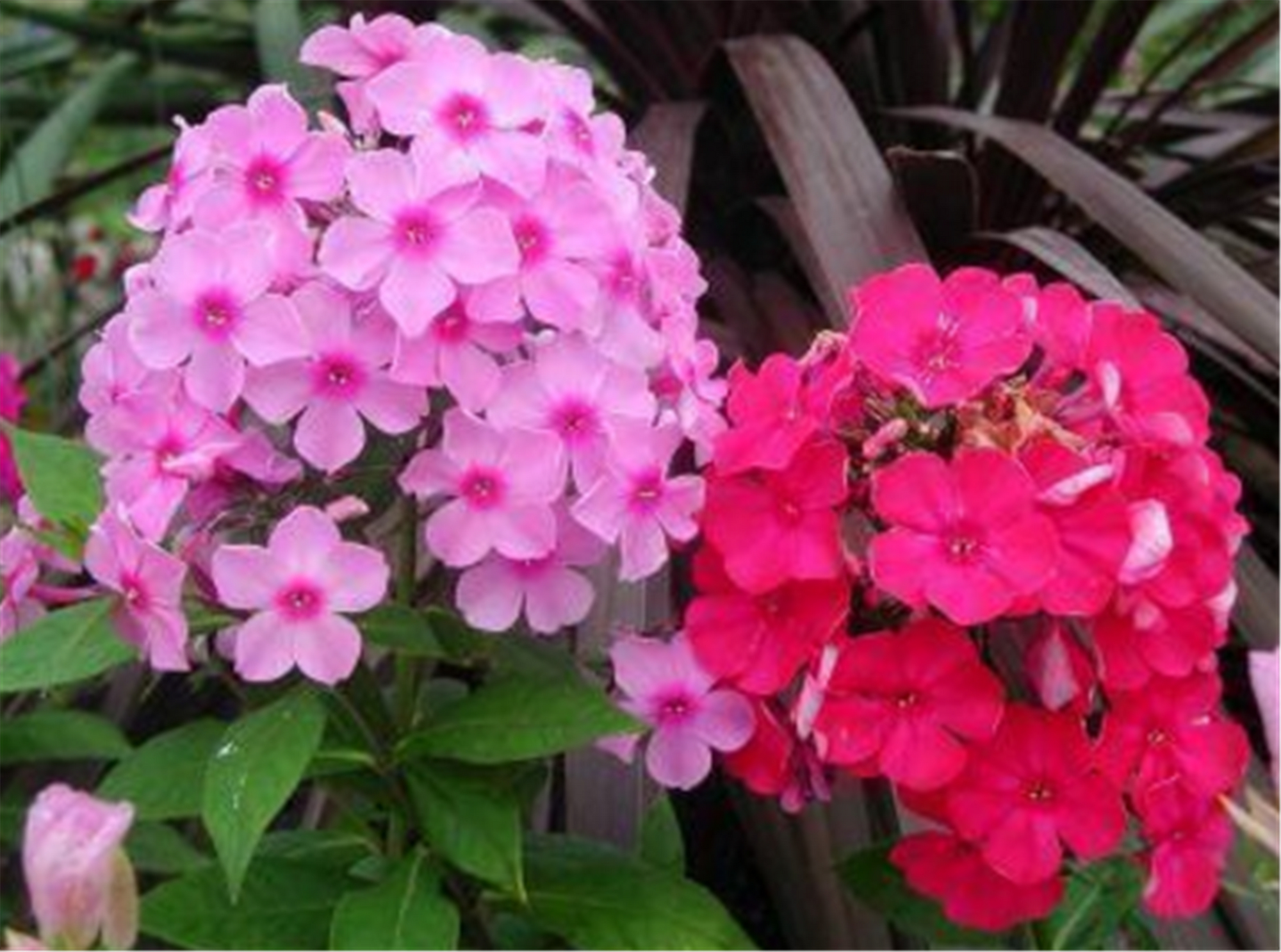 球球花 - 热门商品专区