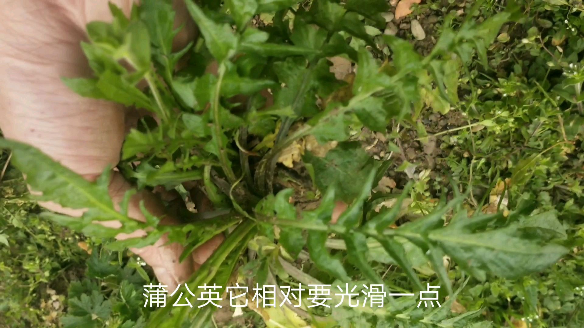 荠菜跟蒲公英长得很像,你能分清它们吗?农村人都会经常错挖