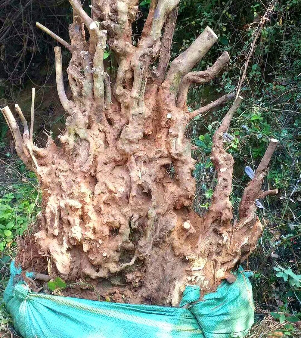 自家林地的映山红"下山桩"个个枝干古雅,作"丛林景"太惊艳了