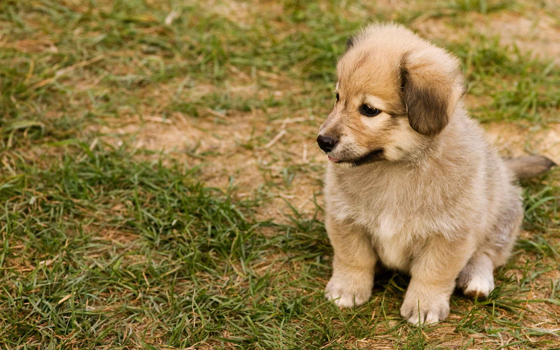 美图:一组狗宠在大自然中玩耍的图片. 转载自百家号作者:珍藏美图集