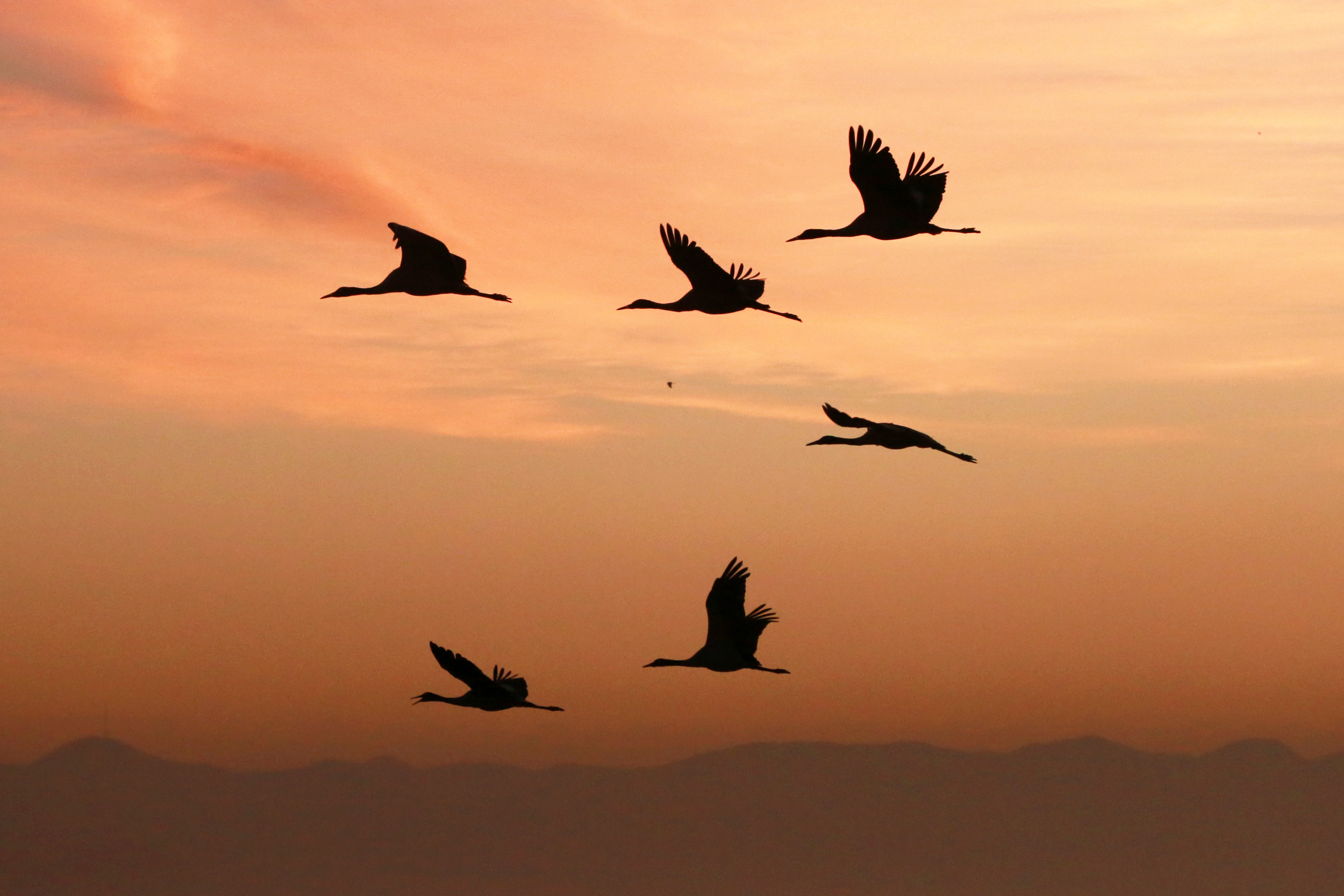 鹤舞草海美如画