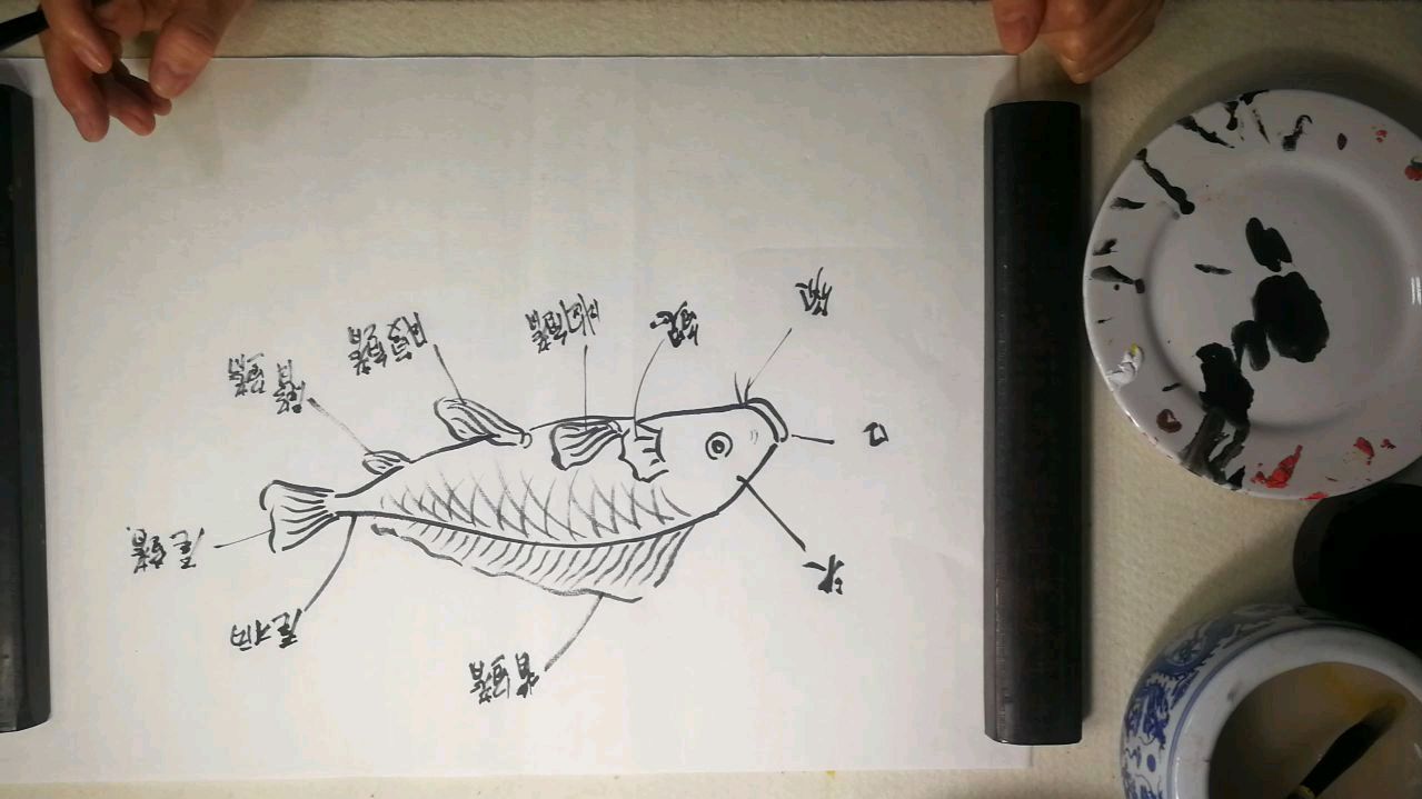 鲤鱼结构,国画提高,小秦话画。结构很重要,要先看