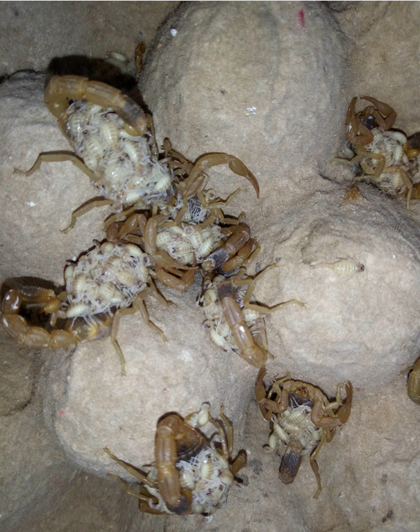 蝎毒的作用与提取方法有哪些?蝎子养殖场饲养蝎子的目的是什么?