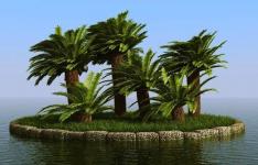 淀粉含量最多的树干,能产大米,又叫做米树