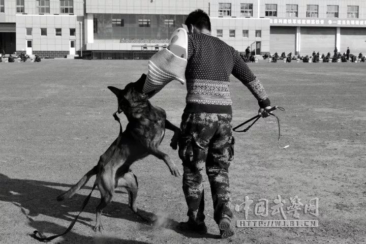 武警某部官兵在警犬墓地为一只功勋犬举行入葬仪式