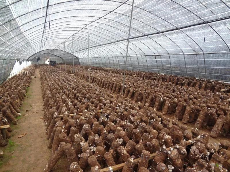 大棚怎样种植香菇 - 2020年最新商品信息聚合专区 - 百度爱采购