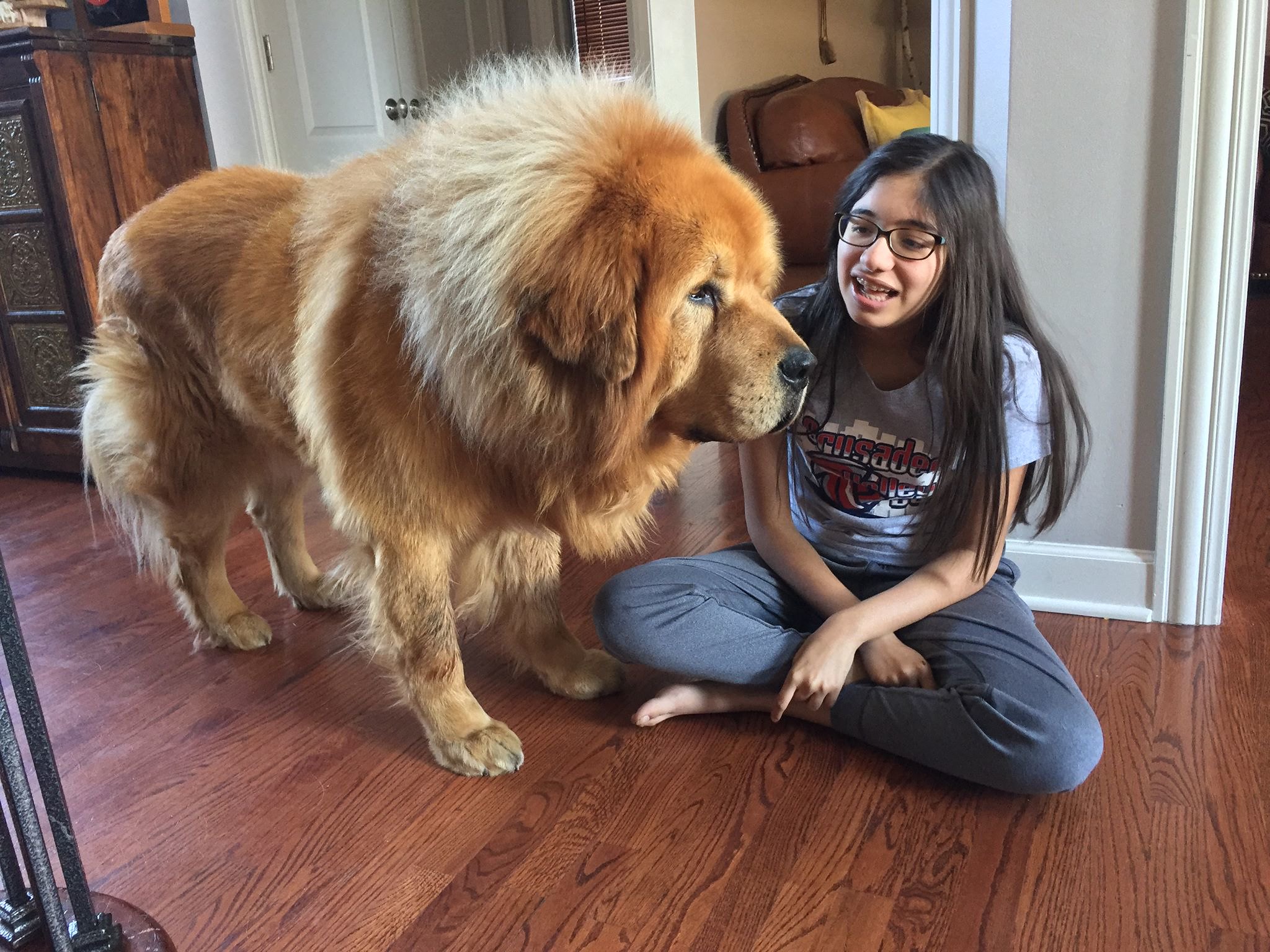 在藏区旅游的人,还会发现零星的分布着以和藏獒合影为卖点的旅游纪念