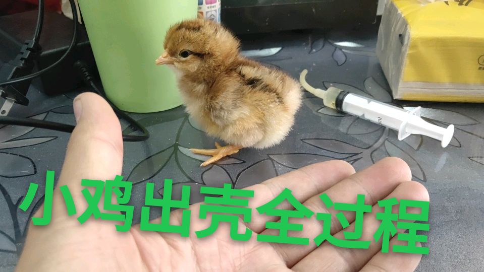 人工孵化小鸡终于出壳了,虽然很艰辛,但是小鸡也锻炼了自己