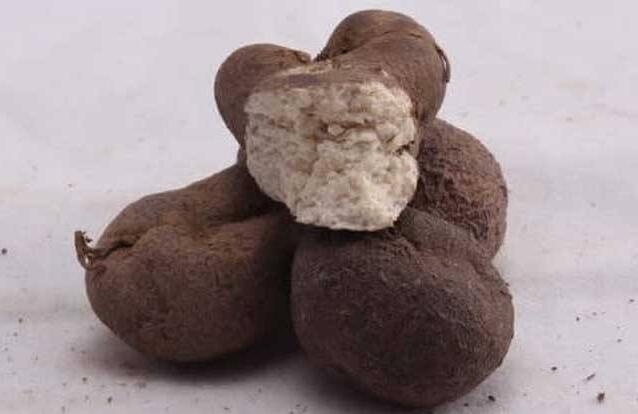 老竹根下这黑疙瘩,以为是动物粪便,却不知是驱绦虫药材,请了解