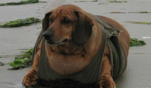 公认最容易发胖的5种狗,一天不见就觉得它又胖了,有你家狗子吗