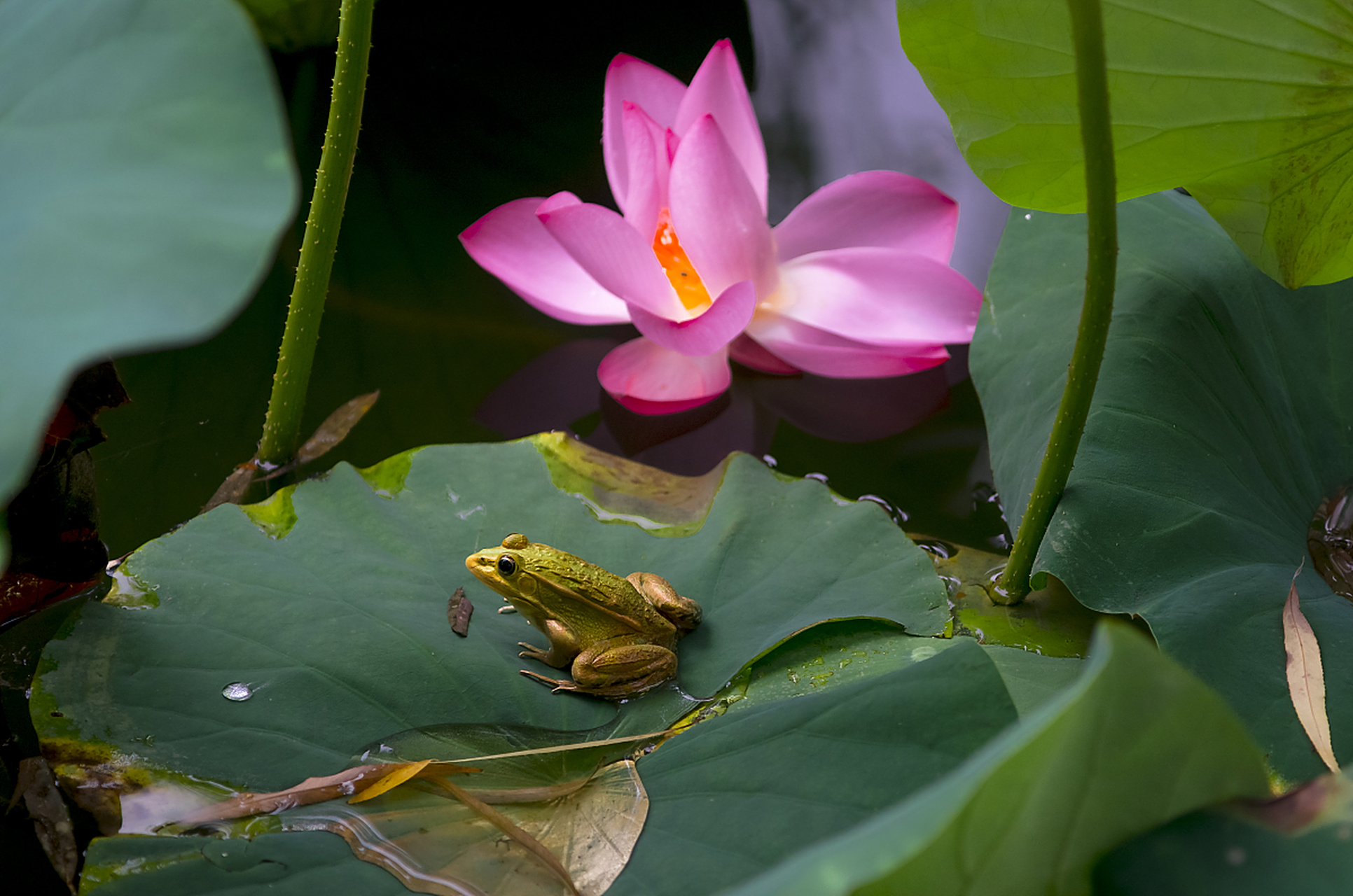 秋日生活创作季# #动物趣图