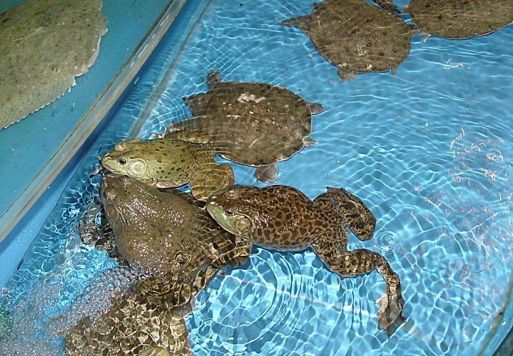 如何养出"肉质鲜美"的牛蛙,与幼蛙的这4个养殖技术息息相关!