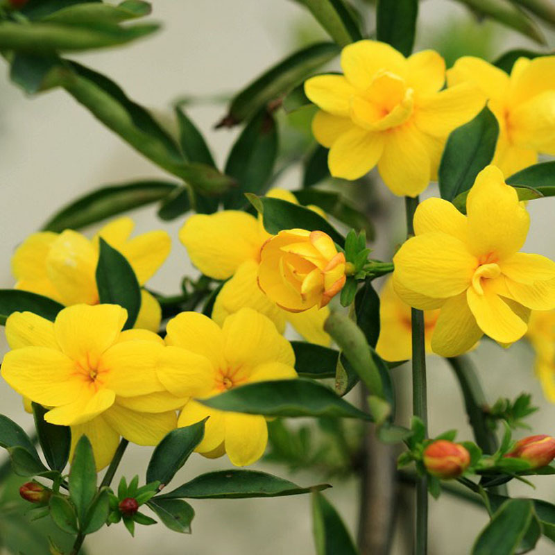 家里有孕妇,这12种"毒花"别养,轻则头晕,重则胎儿智力下降