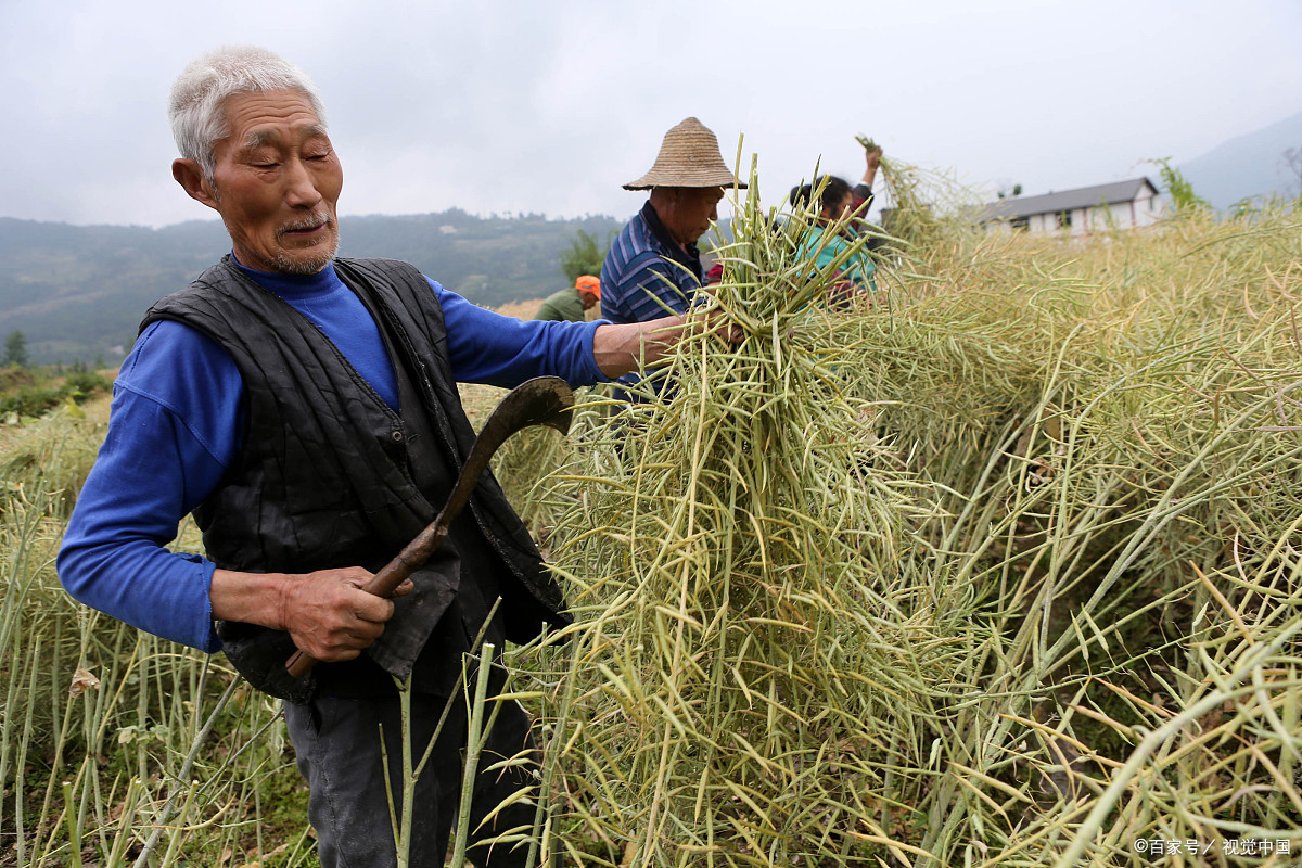 农村油菜籽亩产量和出油率,是由什么来决定的?看老农怎么说