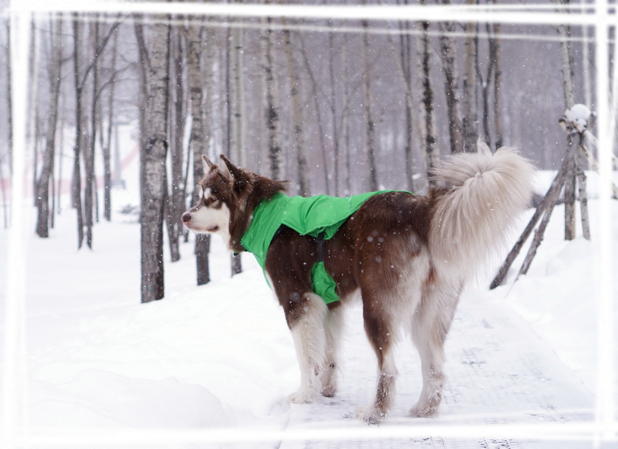 萌萌哒哈士奇冬日写真壁纸