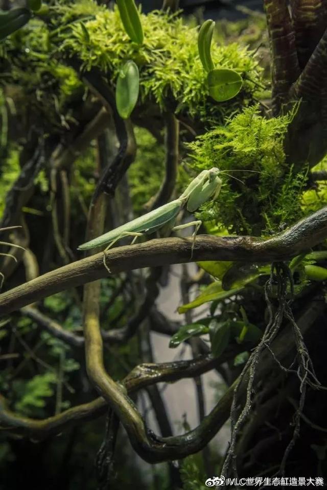 世界生态缸造景大赛:强势围观雨林造景巅峰之战,不看亏大发!