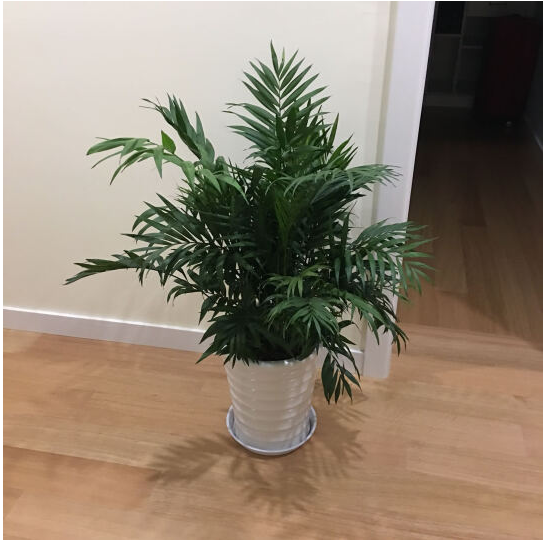 夏威夷椰子的种植和养护方法