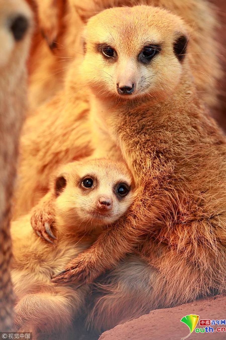 动物爸爸教会我们爱与责任