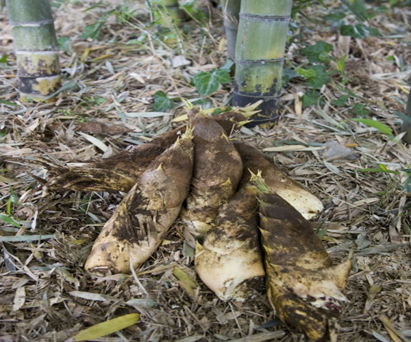 老农民说过"冬笋好吃,但不好找"?那么怎样快速找到竹笋