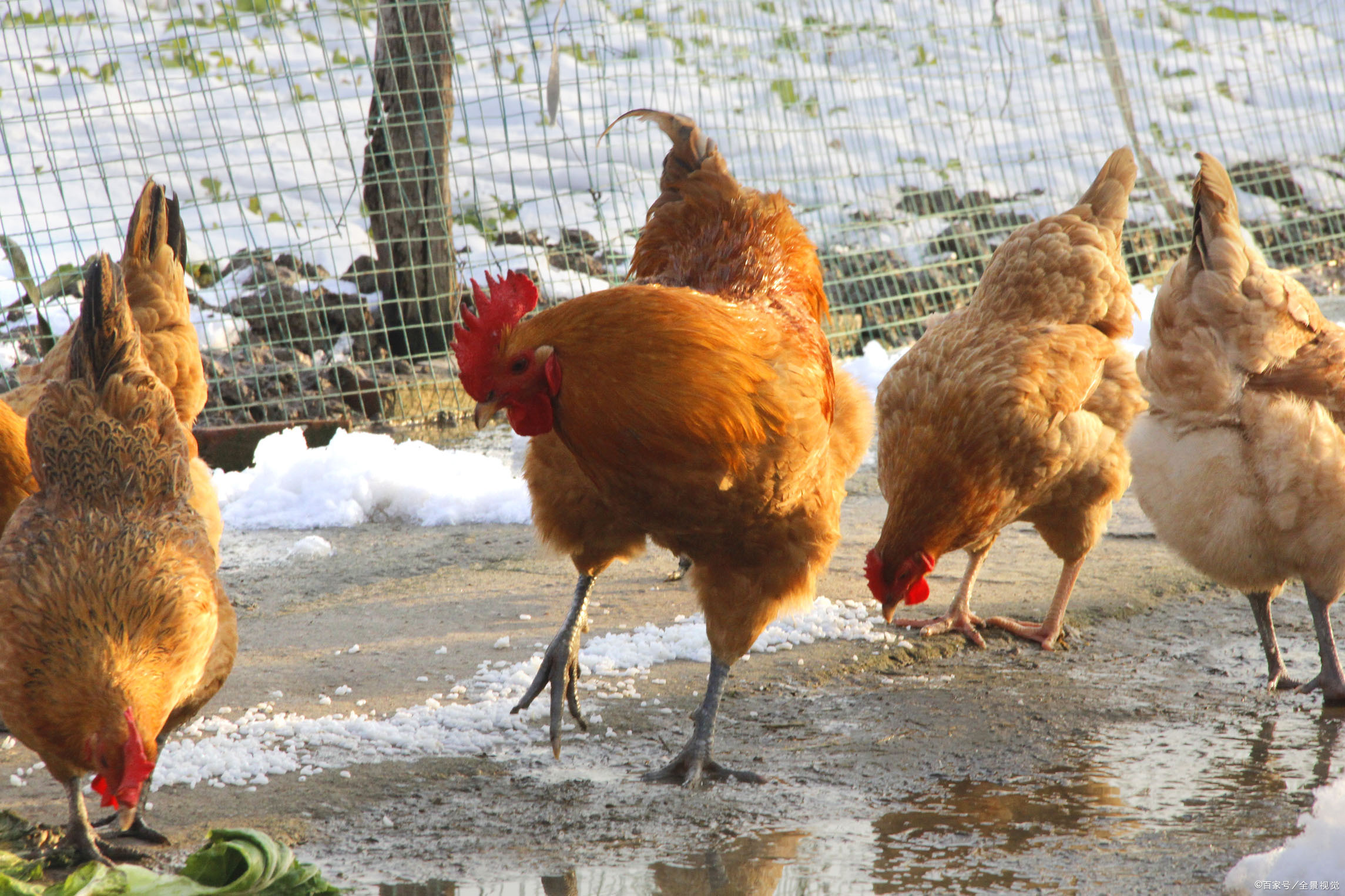 正宗土鸡土鸭 - 2020年最新商品信息聚合专区 - 百度爱采购