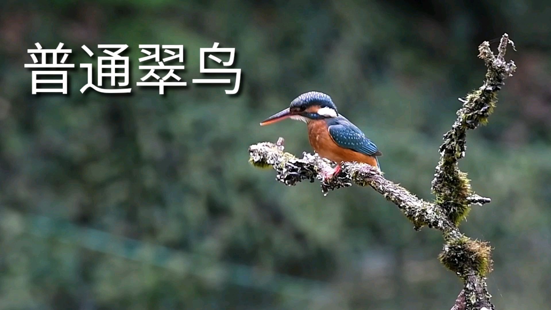 户外休闲拍摄鸟类高清视频,看翠鸟是如何吃小鱼的