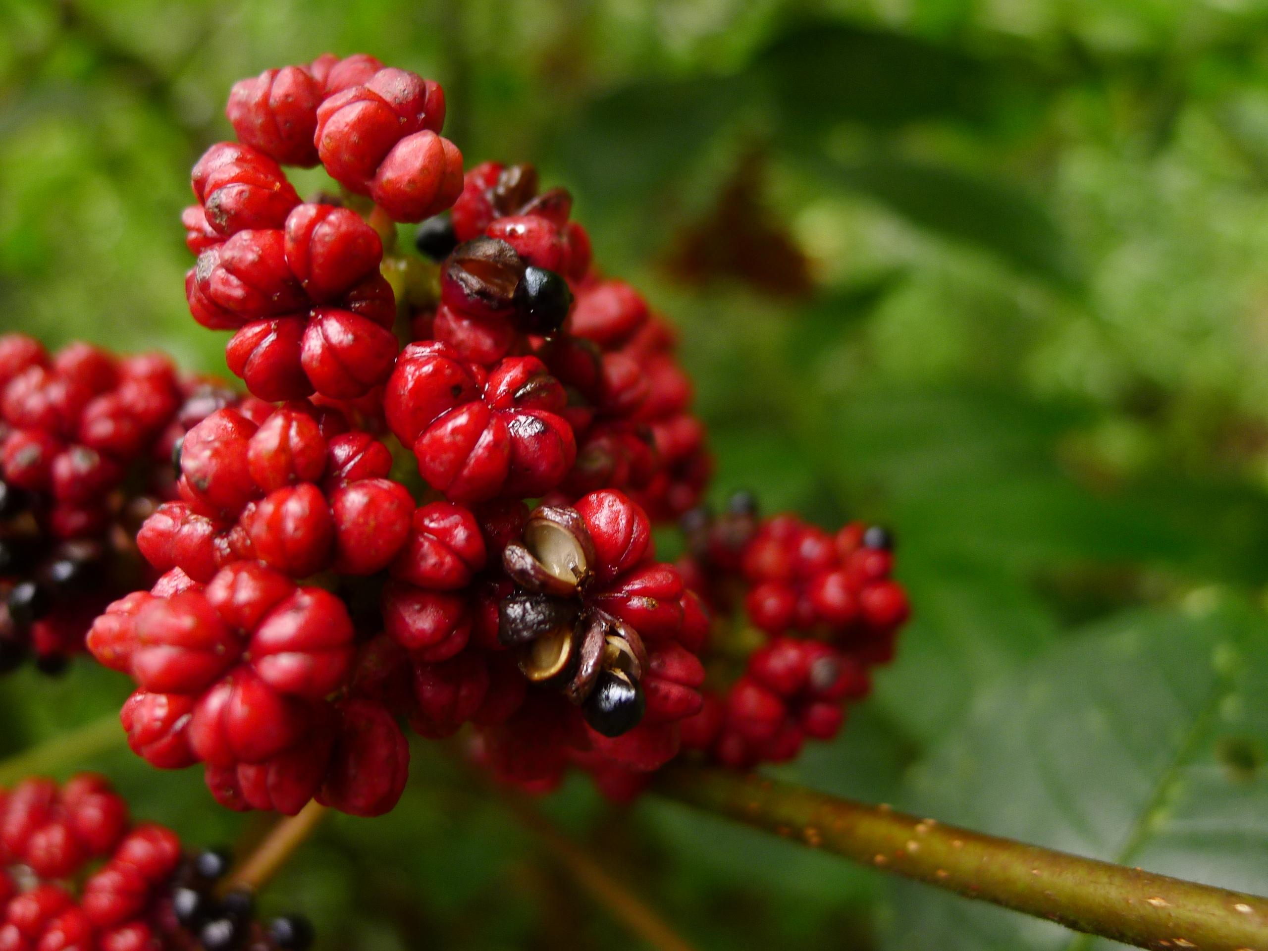 重阳节"遍插茱萸"的"茱萸"究竟是何物?