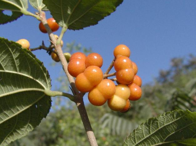 4月发文:山里一种结出"玲珑果"的树,真名很粗俗