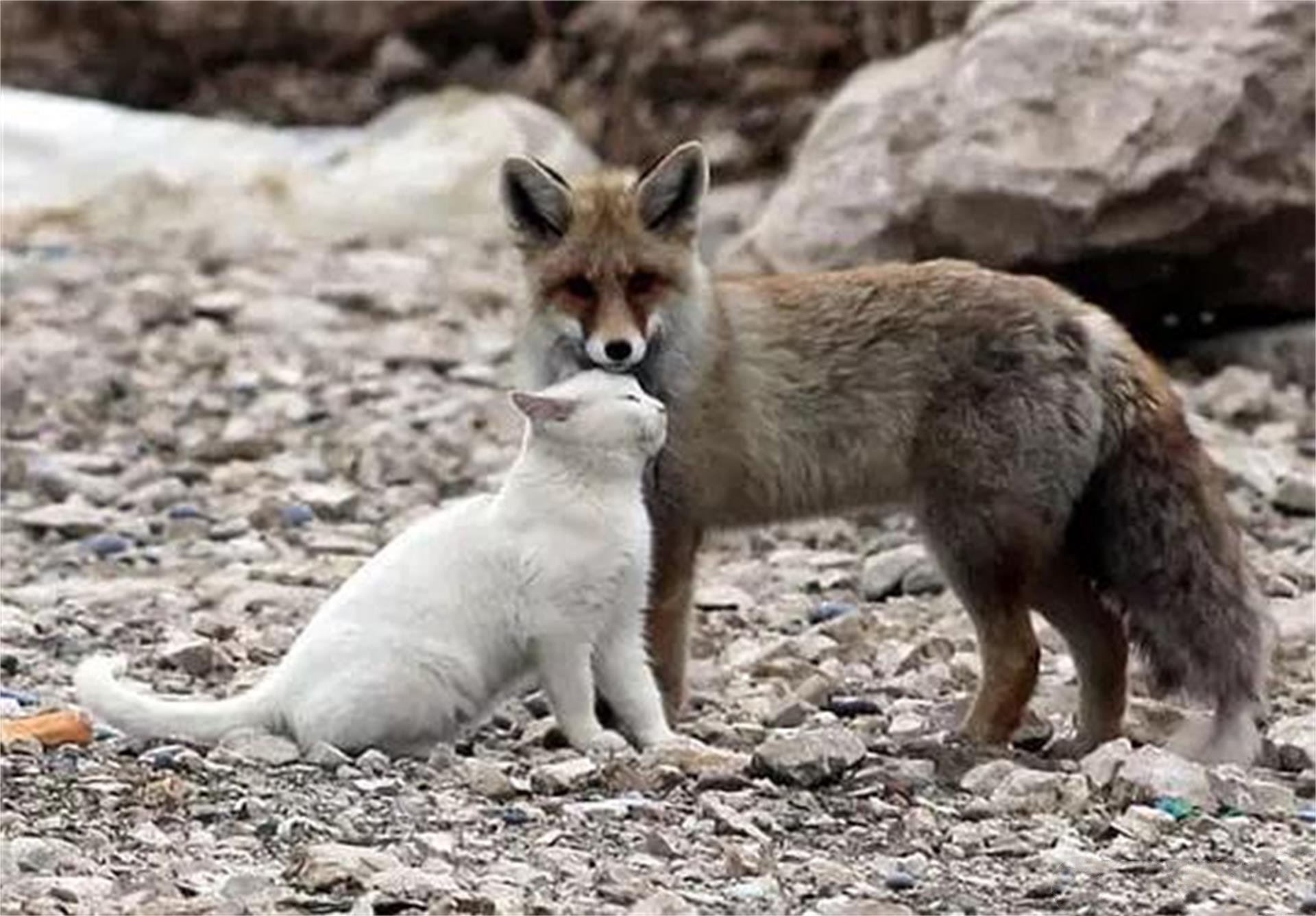 狐狸和猫咪相伴的故事,一个跨越物种的情感,看完感动(一)