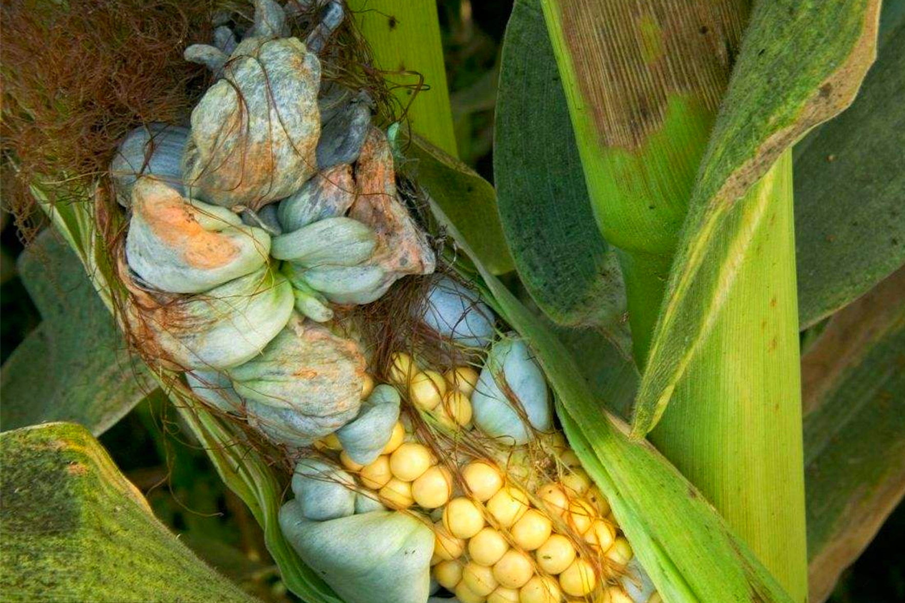 这是玉米的病,它最让农民头疼,却是药也是菜,餐桌上难得的美食