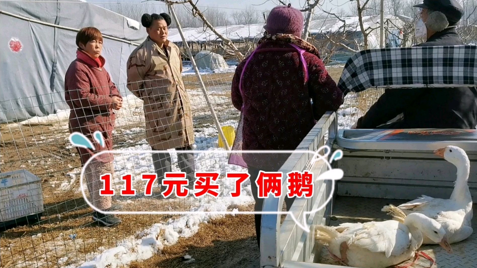 农村奶奶买大鹅,现抓8元一斤,117元买了2只,你看值吗?