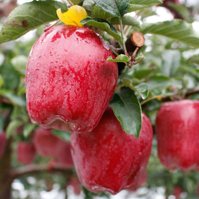 水果世界大色彩,苹果好吃种类多,你怎么选?