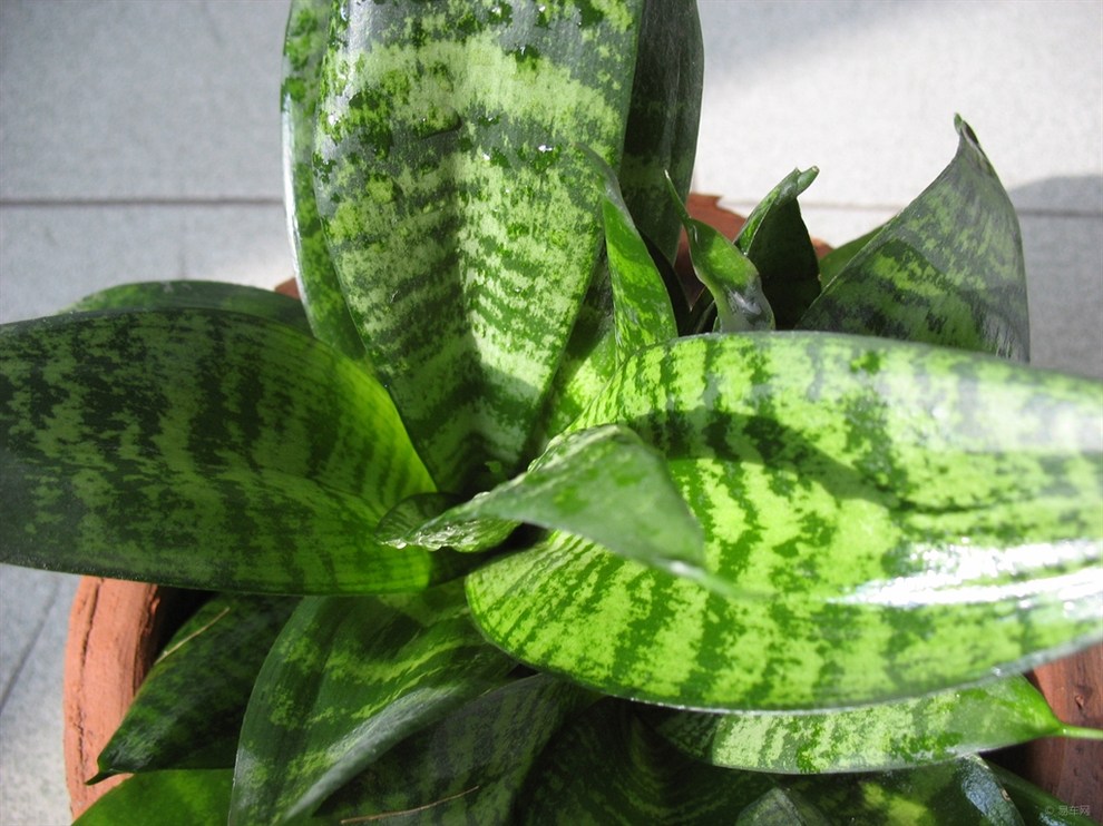 青叶虎尾兰怎样养殖?