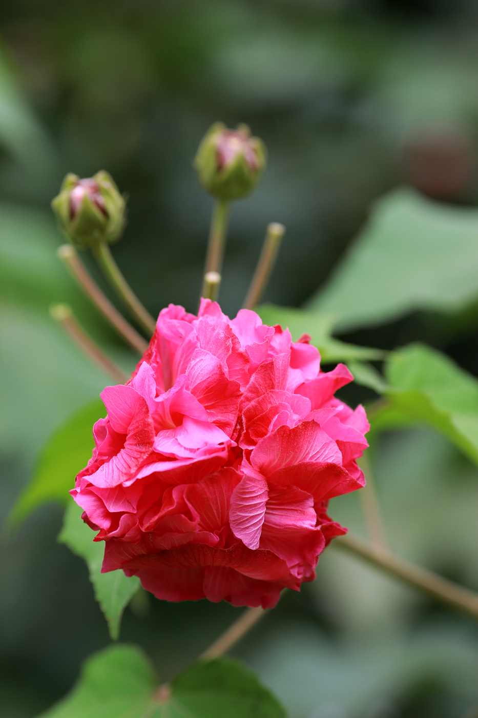 望江楼公园千株芙蓉花盛开 游客可赏"三醉芙蓉"美景