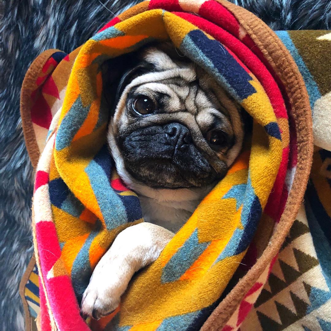 宠物萌宠秀:囧囧有神的巴哥犬是如此迷人?