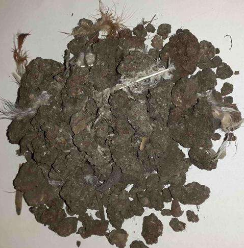 鸡粪鸡粪 - 2020年最新商品信息聚合专区 - 百度爱采购