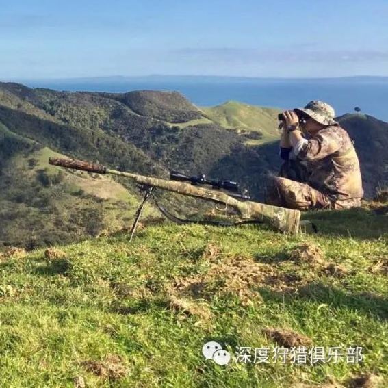 fallow deer黇鹿,英国皇室传统狩猎品种(新西兰打猎)