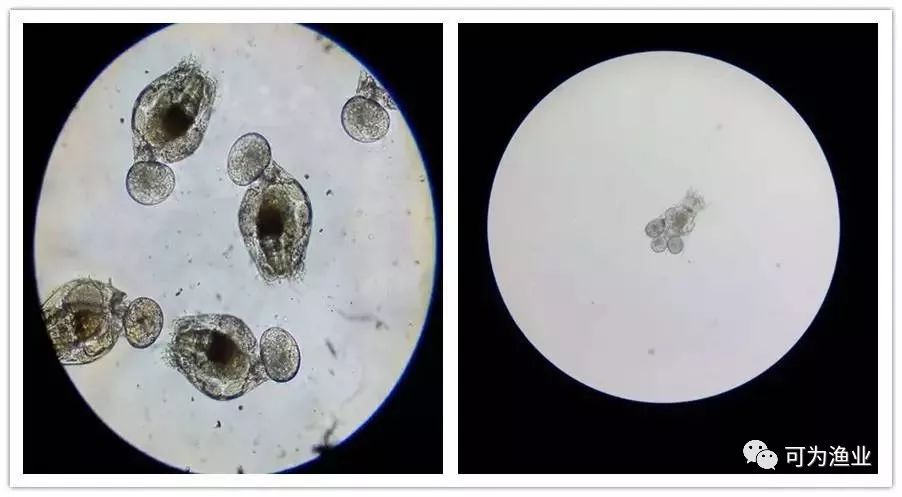 但不是所有浓水都是能起轮虫的,鞭毛藻为主的鱼塘不容易起轮虫