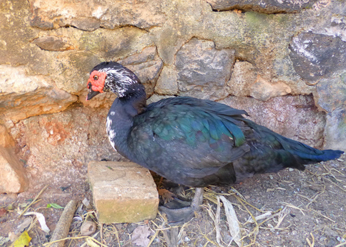 舒静说养殖,火鸭的养殖和管理技术