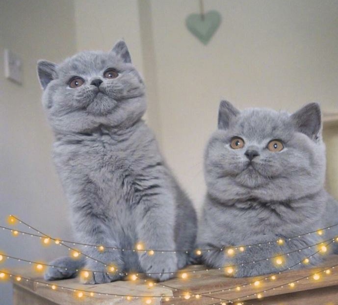 一群胖出双下巴的英短蓝猫排排坐,好可爱,猫主子:朕就