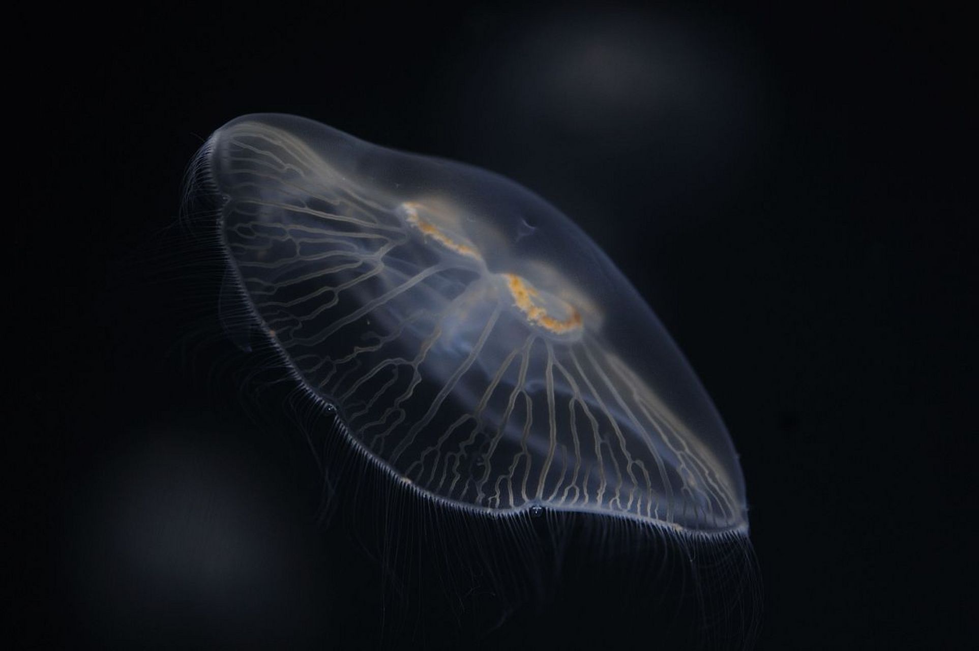 巨型水母:生活在全球热带和亚热带海域,有着各种颜色和形状,是一种