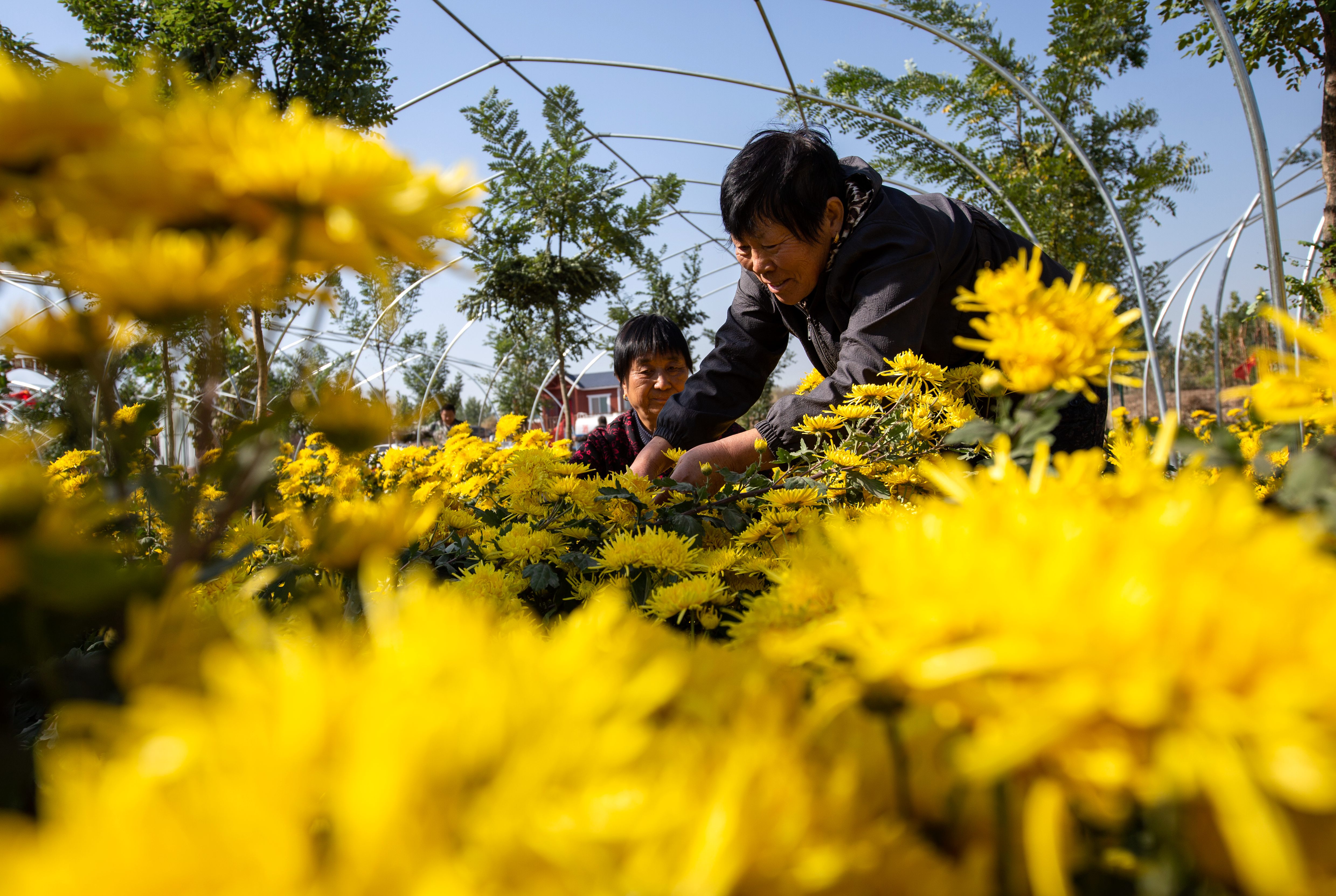 特色菊花种植铺就致富路