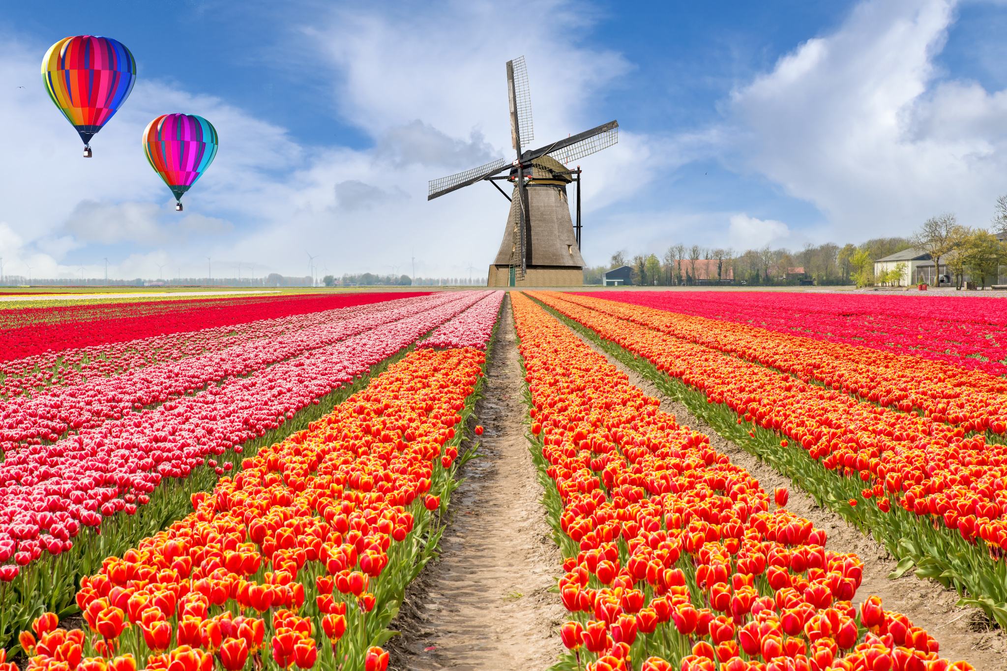旅游:不容错过的花海,荷兰郁金香田,充满颜色的浪漫世界