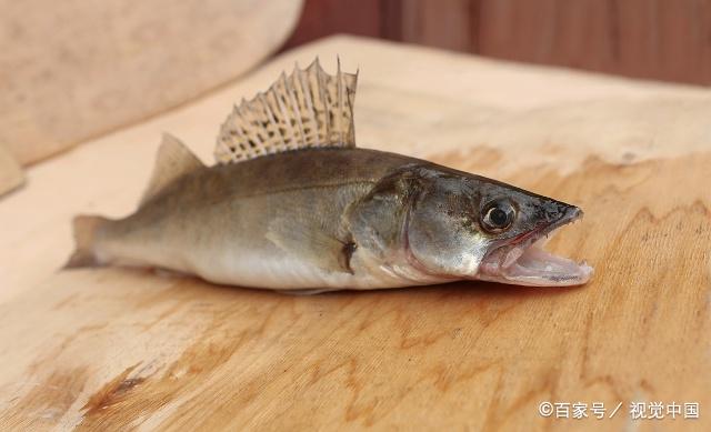 淡水鱼中最凶猛的几种肉食性鱼类,你钓到过吗
