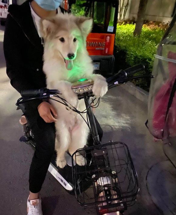 阿拉斯加被关在笼子里一天,晚上带它出来兜风,狗:好开心