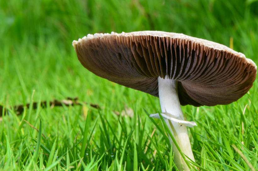 野生花菇 花菇是香菇中的上品,素有"山珍"之称,它以朵大,菇厚,含水量